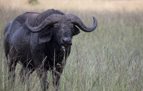 An African buffalo or Cape buffalo  Syncerus caffer  in Tanzania. 