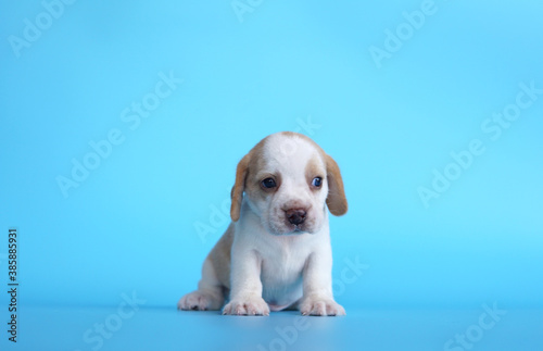 White Tan color beagle puppy on blue background © Thanunchai