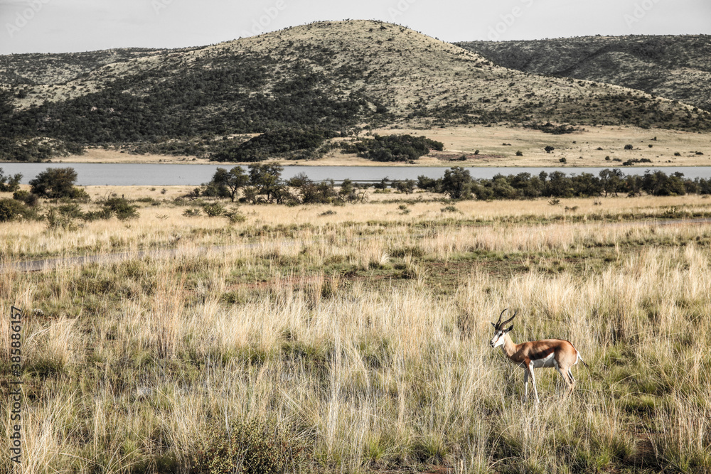 Naklejka premium African Springbok Antelope in a South African wildlife reserve