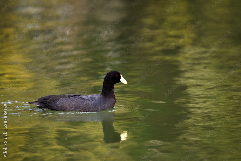 White-winged coot (Fulica leucoptera) on the water, Rosario, Argentina White-winged coot (Fulica leucoptera) on the water, Rosario, Argentina