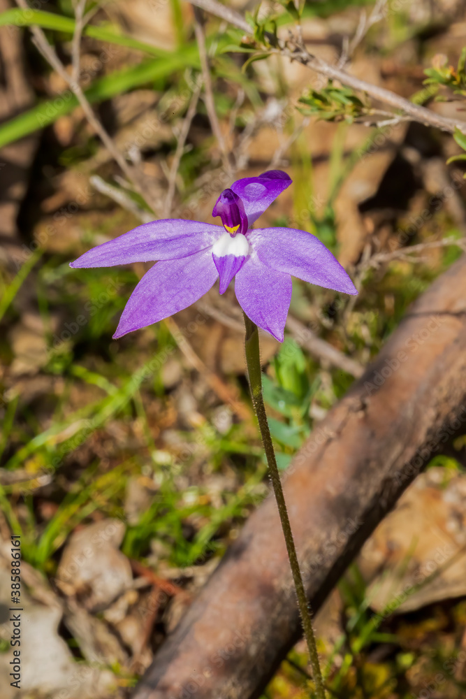 Waxlip Orchid (Glossodia major). A ground orchid with a single very hairy leaf and one or two deep violet-blue flowers.