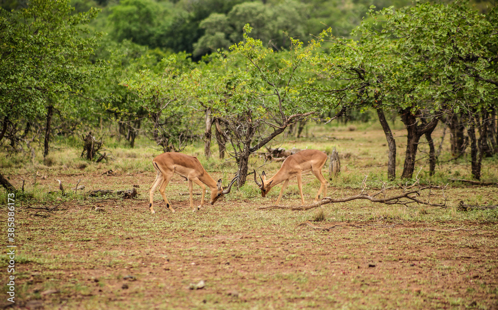 Impala Antelope Rams rucking in a South African wildlife reserve Impala Antelope Rams rucking in a South African wildlife reserve