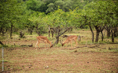 Impala Antelope Rams rucking in a South African wildlife reserve