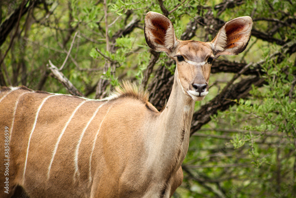 African Kudu Cow antelope in a South African wildlife reserve African Kudu Cow antelope in a South African wildlife reserve