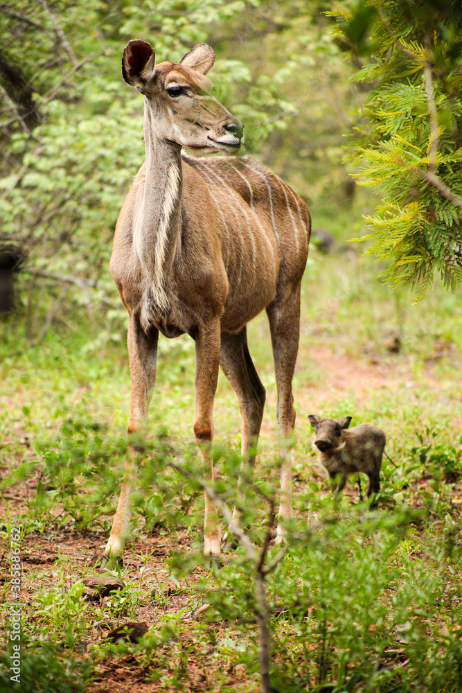 African Kudu Cow antelope in a South African wildlife reserve African Kudu Cow antelope in a South African wildlife reserve