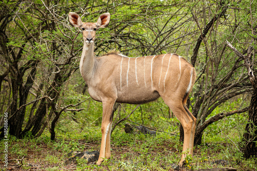 African Kudu Cow antelope in a South African wildlife reserve