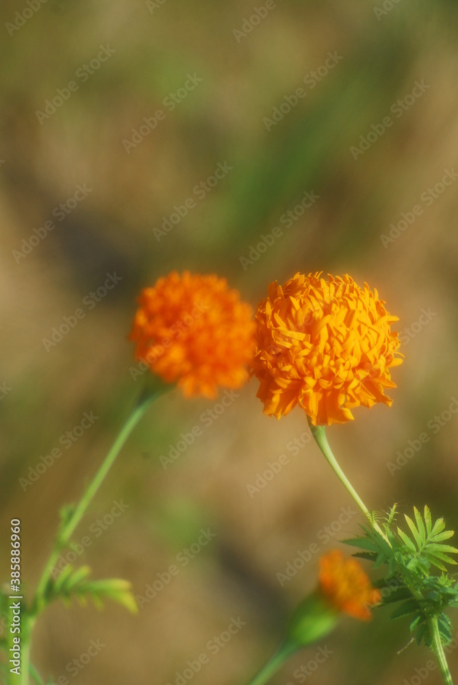 Beautiful field meadow flowers chamomile, blue wild peas in morning against blue sky with clouds, nature landscape, close-up macro. Wide format, copy space. Delightful pastoral airy artistic image. Beautiful field meadow flowers chamomile, blue wild peas in morning against blue sky with clouds, nature landscape, close-up macro. Wide format, copy space. Delightful pastoral airy artistic image.