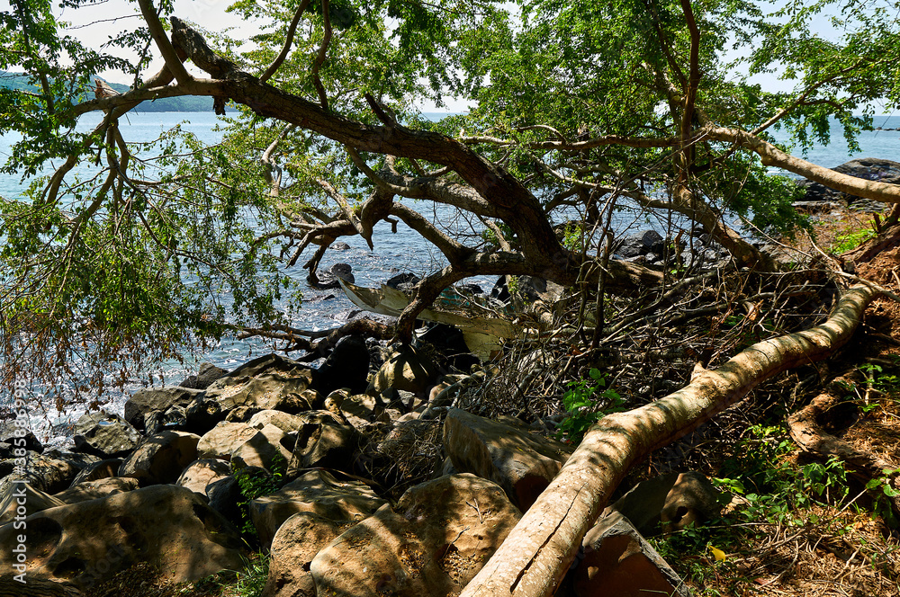 Fototapeta premium arbol en chacala
