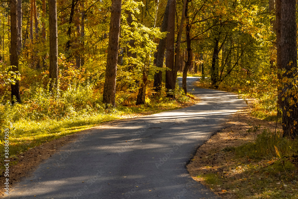 Obraz premium Narrow asphalt road through the autumn forest.