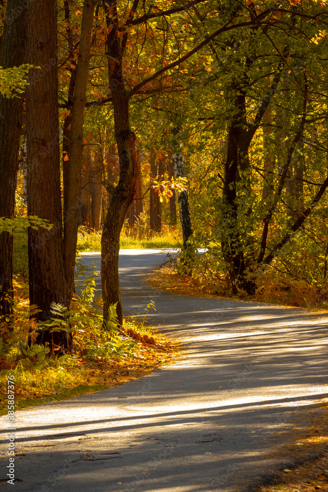 Fototapeta premium Narrow asphalt road through the autumn forest.