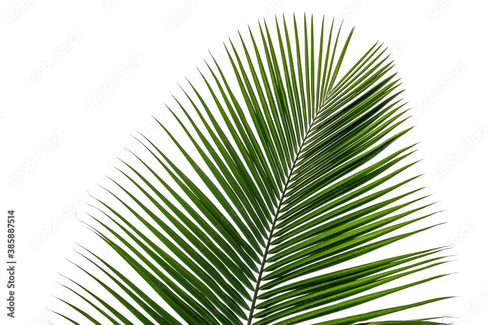 Fototapeta premium palm leaf isolated on white background