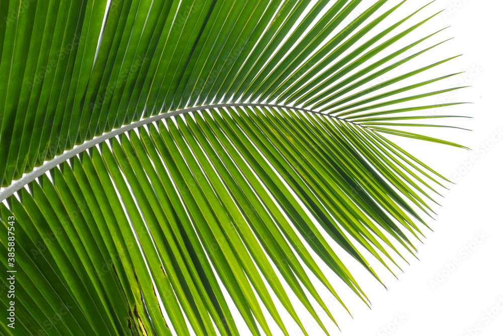 Fototapeta premium palm tree leaf
