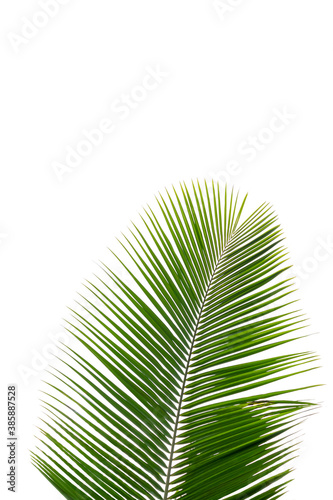 palm leaf isolated on white