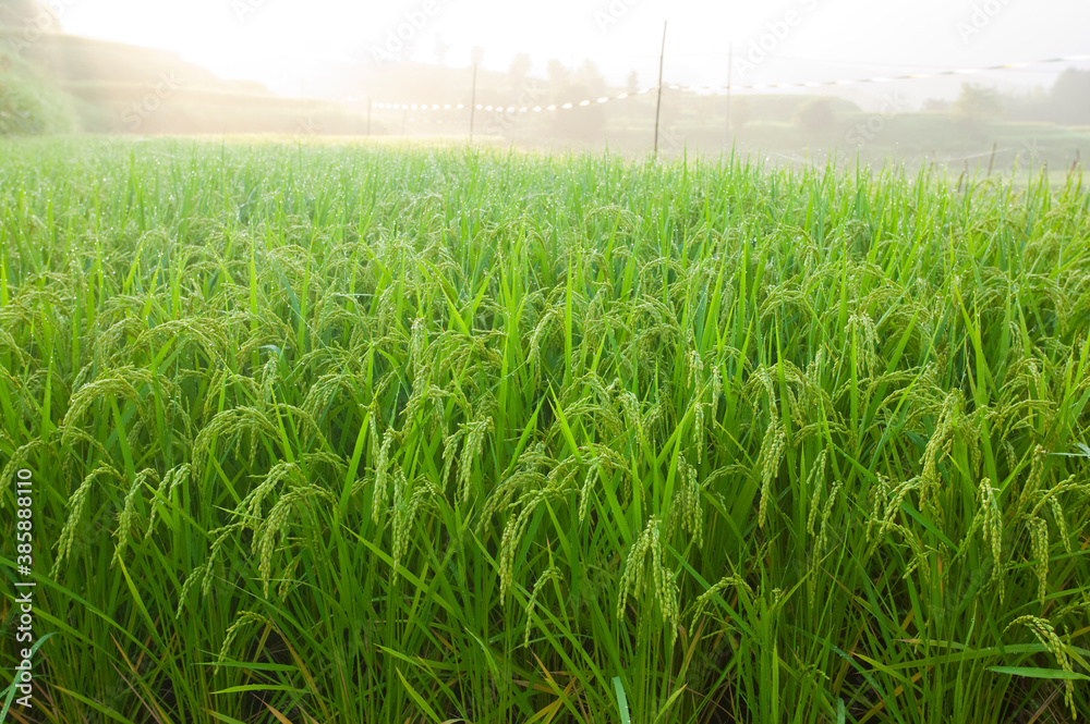 朝方の米畑