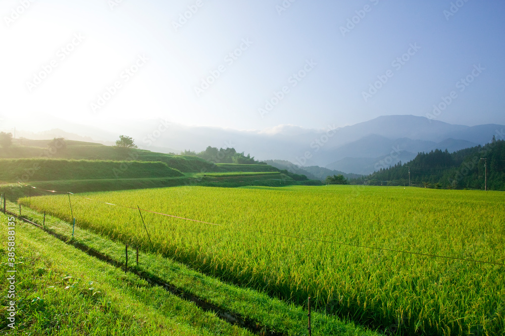 朝方の米畑