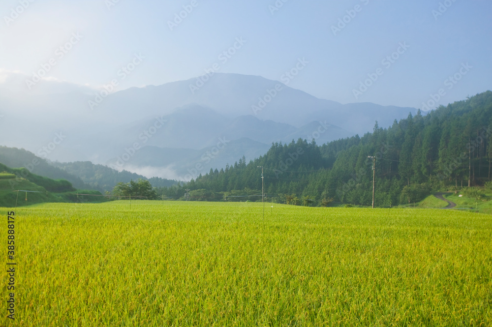 米畑