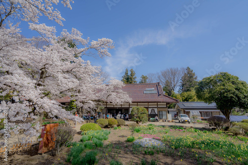 山高神代桜 photo