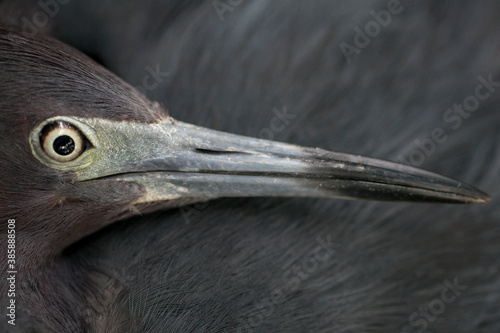 Garza gris photo