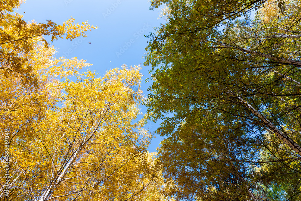 Autumn. Beautiful yellow birch leaves and branches of larch trees on a background of blue clear sky. Natural background. Place to insert text.