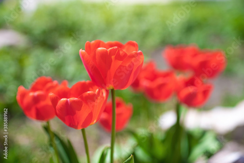 Red flower tulip close up
