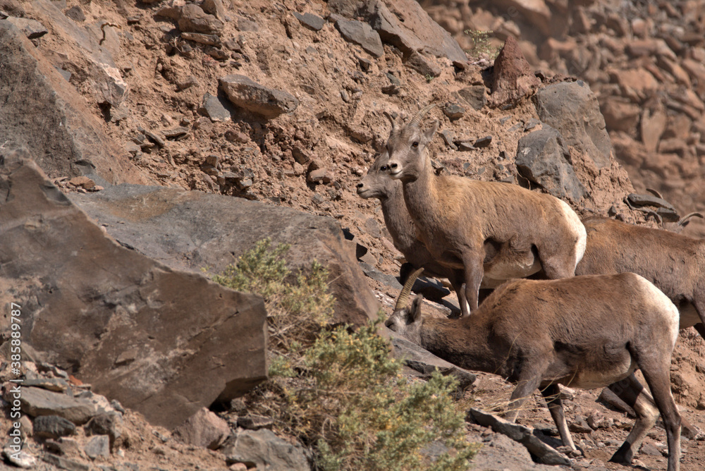 Group of big Horn sheep on a rocky ledge Group of big Horn sheep on a rocky ledge