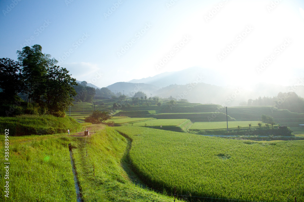 Fototapeta premium 田んぼ