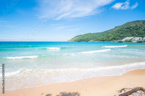 beach with trees