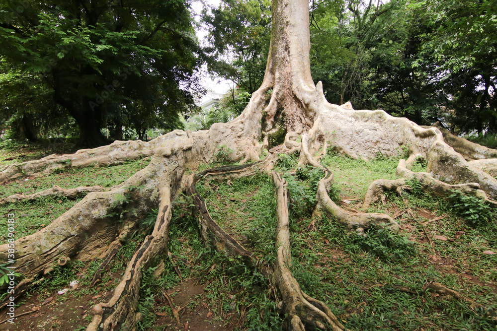 Old Giant Tree Roots in the city forest Old Giant Tree Roots in the city forest