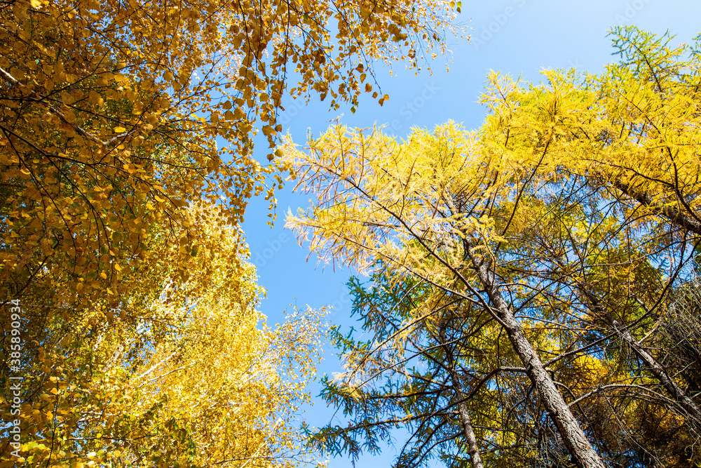 Autumn. Beautiful yellow birch leaves and branches of larch trees on a background of blue clear sky. Natural background. Place to insert text. Autumn. Beautiful yellow birch leaves and branches of larch trees on a background of blue clear sky. Natural background. Place to insert text.