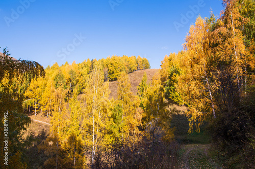 Autumn. Beautiful yellow birch leaves and branches of larch trees on a background of blue clear sky. Natural background. Place to insert text.