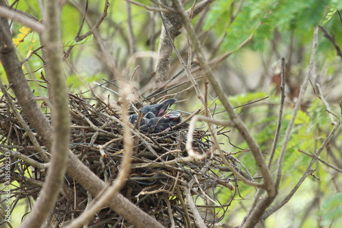 House Crow in a nest with its chiks