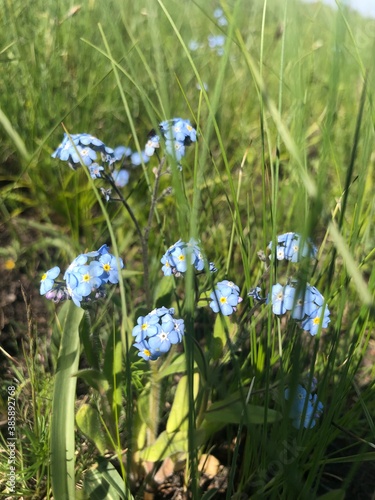 blue and white crocus