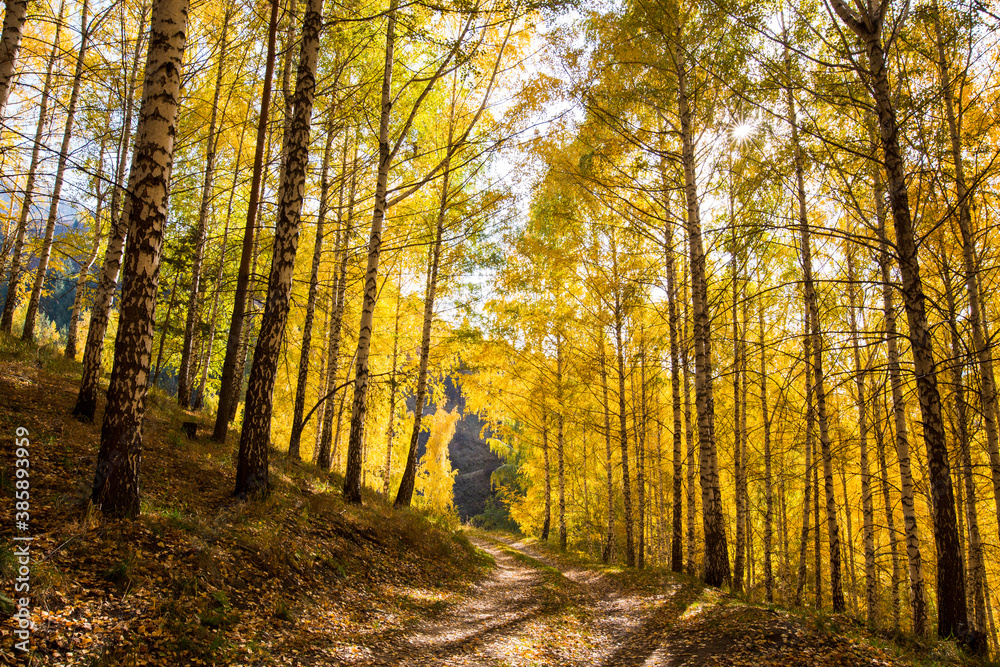 Obraz premium Autumn landscape. Beautiful birch trees. Walk in the birch forest. Natural background. Place to insert text.