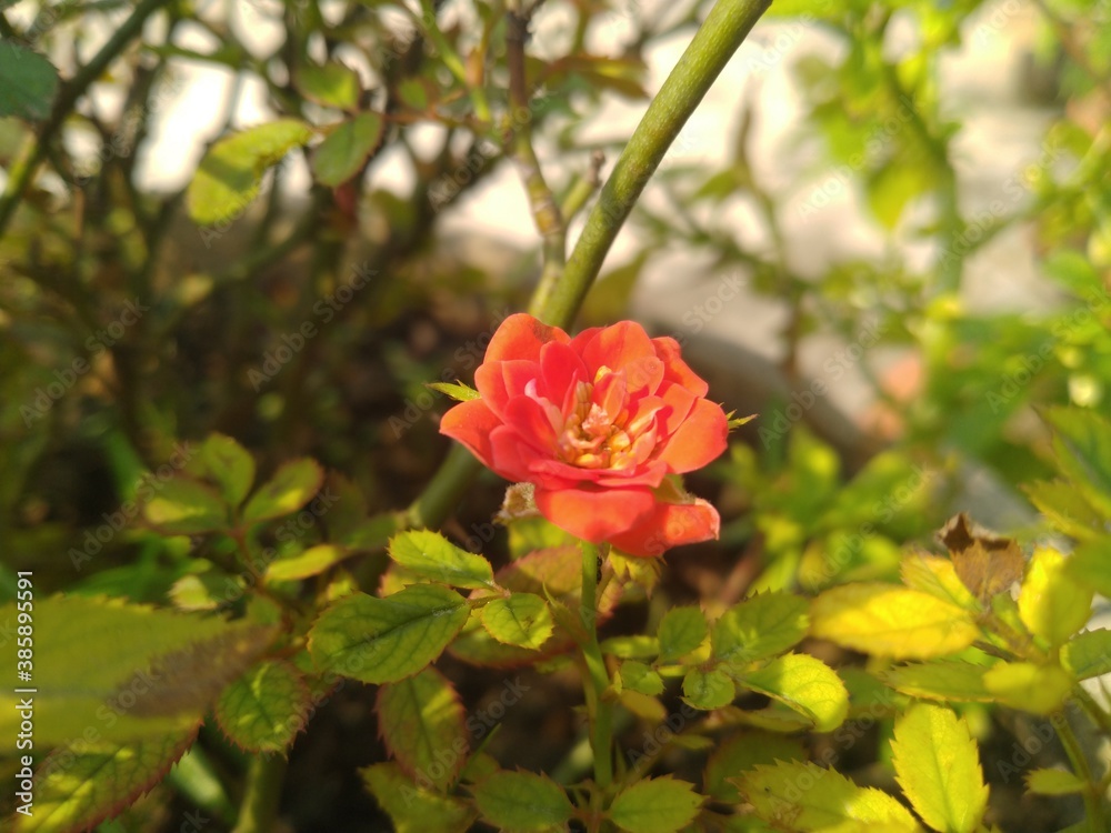 Red Rose in the Sunlight