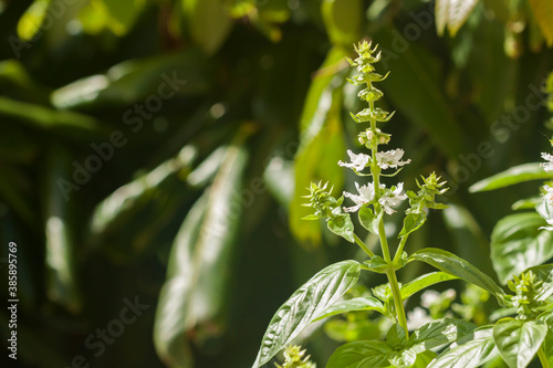 close up of sweet basil plant plant