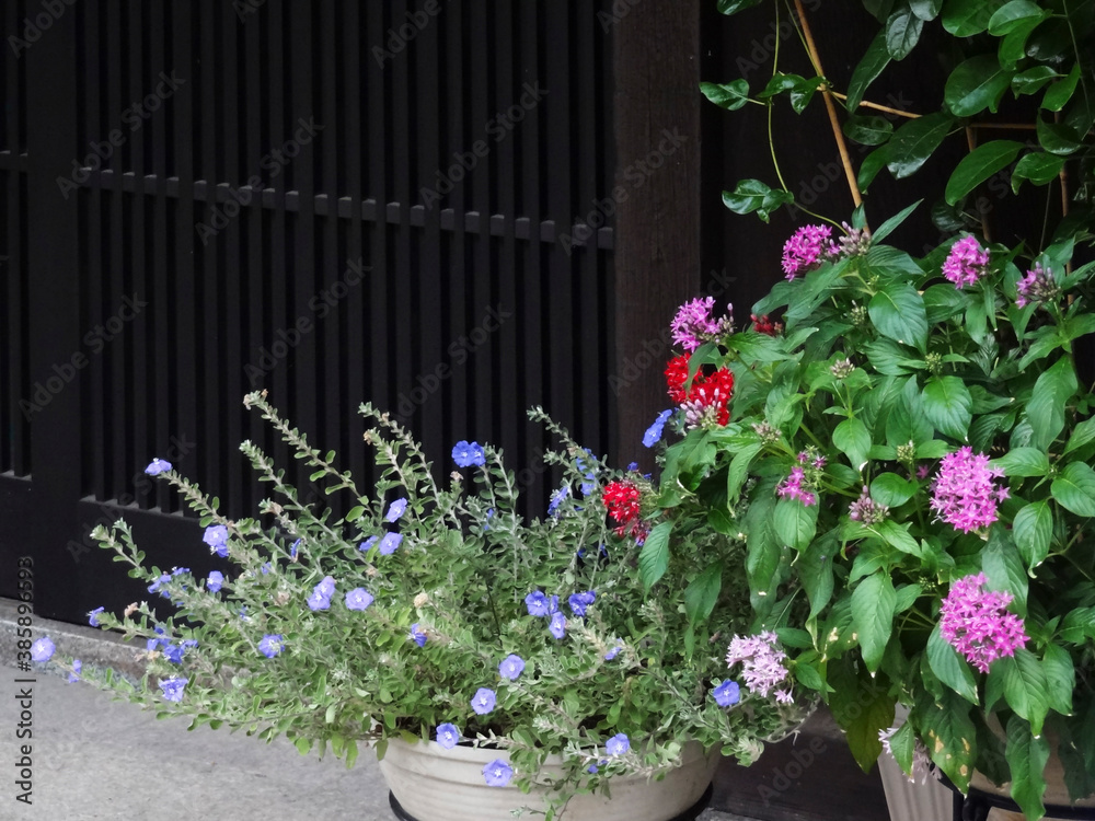 Fototapeta premium 軒先の植物