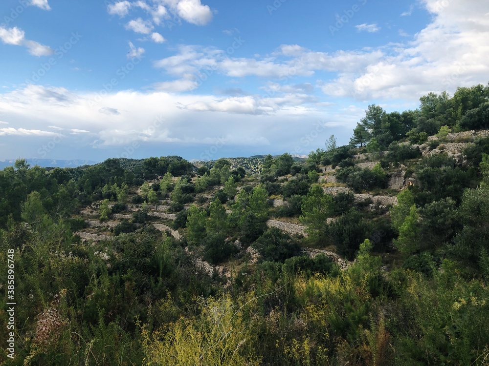 Landscape view on the olive farm Landscape view on the olive farm