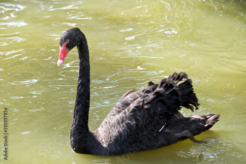 the black swan has a long neck and a red beak with a white stripe