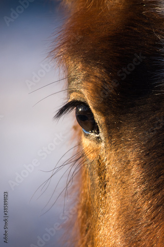Horse in cold winter day  close up