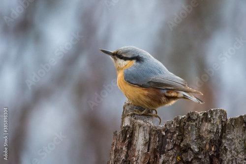 Nuthatch on the tree