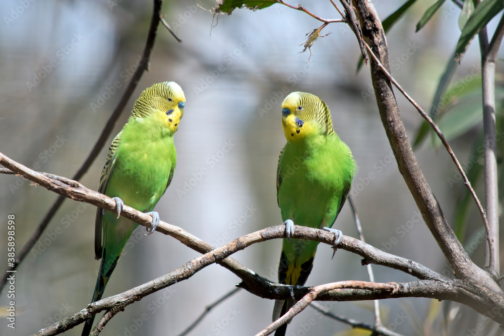 the two budgergars or parakeets are perch on a branch of a bush the two budgergars or parakeets are perch on a branch of a bush