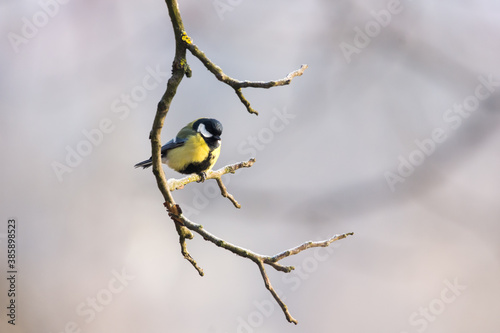 Tit on the tree