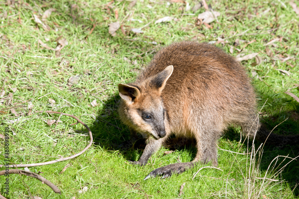 Fototapeta premium the joey swamp wallaby is looking for its mother