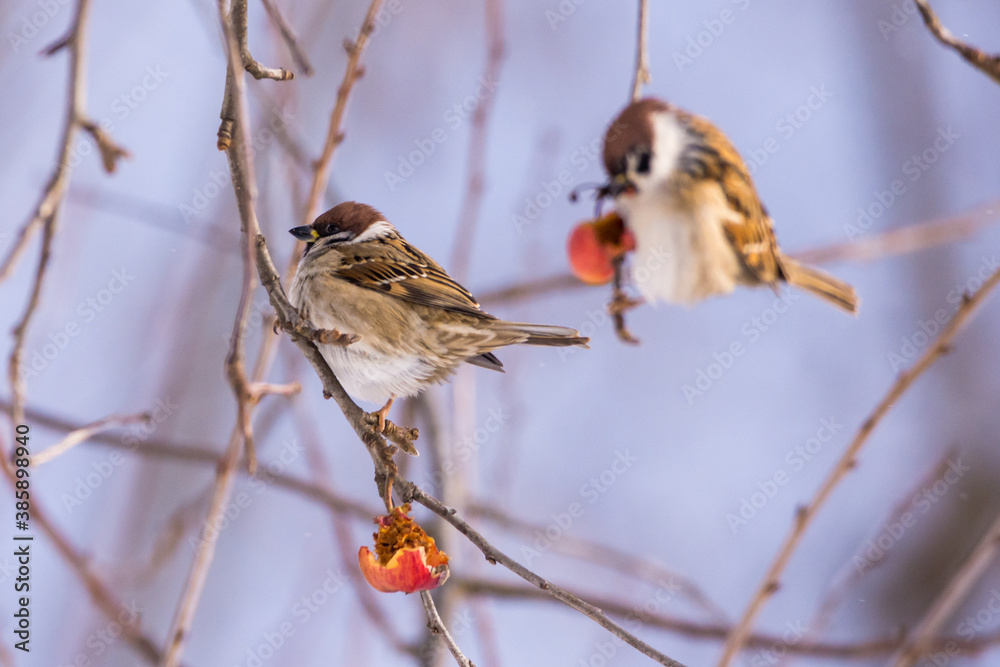 Sparrow bird in cold winter snowy morning Sparrow bird in cold winter snowy morning