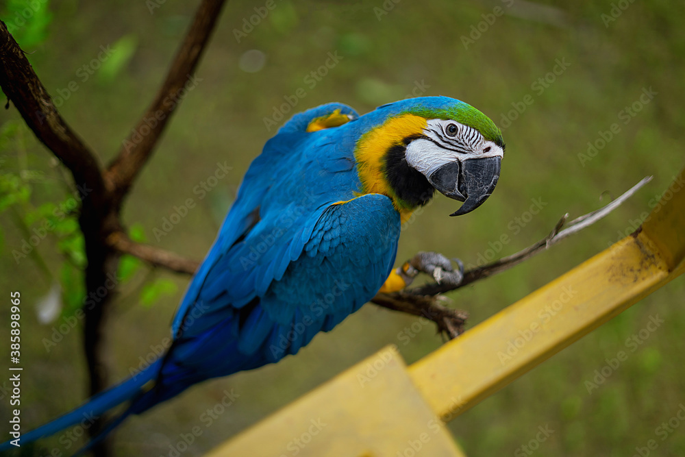 blue and yellow macaw, Blue & Gold scarlet macaw partially naked face that will blush pink when it is excited. This species occurs in Venezuela, Peru, Brazil, Bolivia, Ecuador, and Paraguay