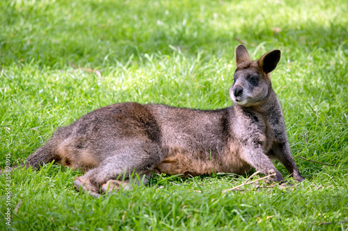 the swamp wallaby is resting on the grass