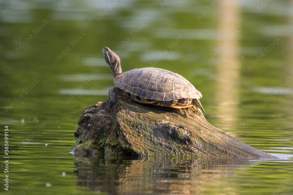 Fototapeta premium Turtle and duck