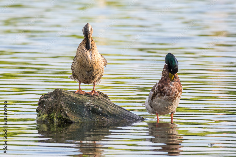 Mallard duck on the lake Mallard duck on the lake