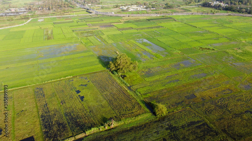 Aerial view of flooded rice fields