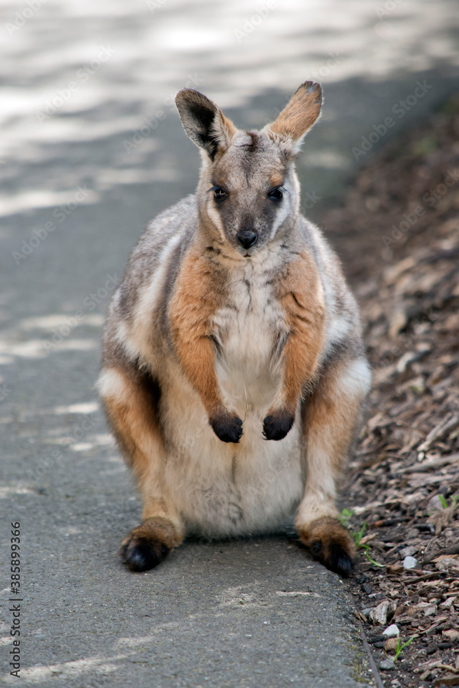 the yellow footed rock wallaby is standing on its hind legs the yellow footed rock wallaby is standing on its hind legs